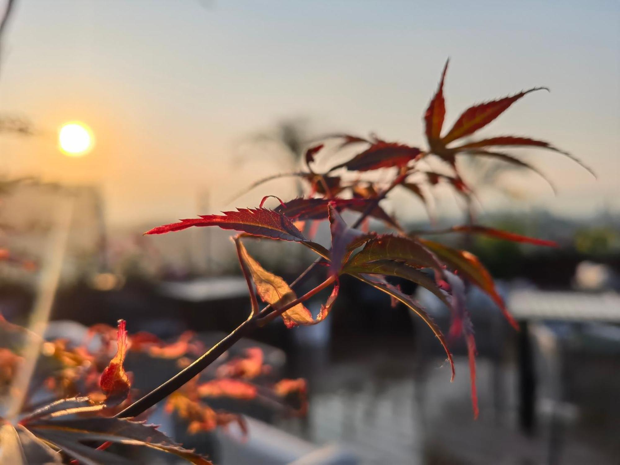 The Purple Horse - Hutong Designer Boutique Garden & Original Location Of A Qing Dynasty Royal Mansiion 5*